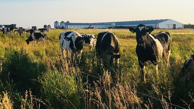 Des bœufs dans une ferme.