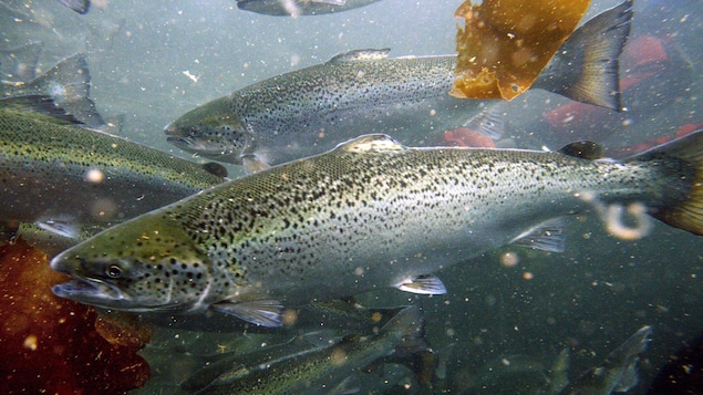Les croisements entre saumon d’élevage et saumon sauvage inquiètent
