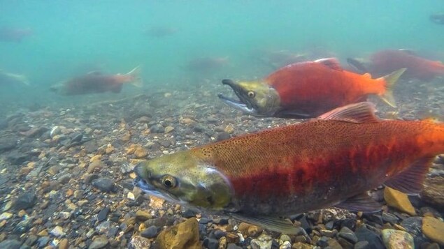 Saumons sockeyes qui nagent dans une rivière de Colombie-Britannique.