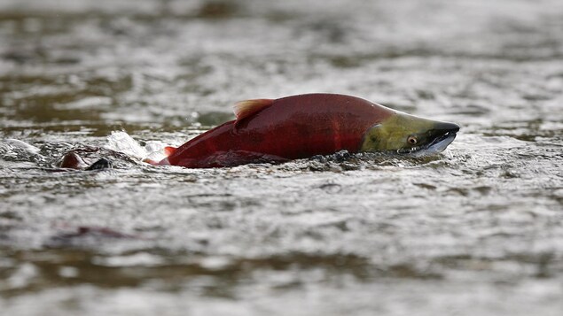 Un saumon saute à la surface de l'eau de la rivière Adams près de Chase, en Colombie-Britannique.