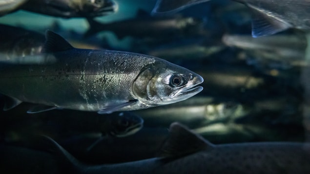 Des poissons végétariens pour sauver les fermes piscicoles