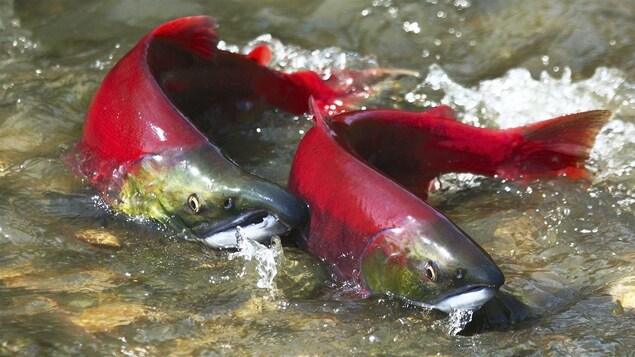 102 Premières Nations de la C.-B. lancent un cri du cœur pour le saumon sauvage