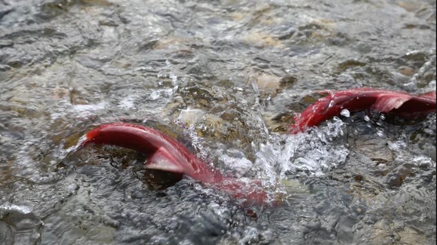 Des saumons sockeye dans une rivière.