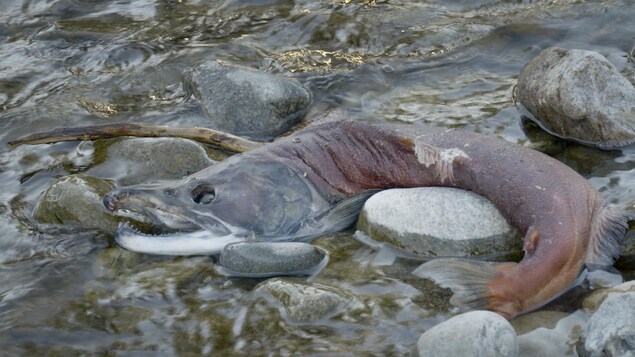 Une carcasse de saumon.