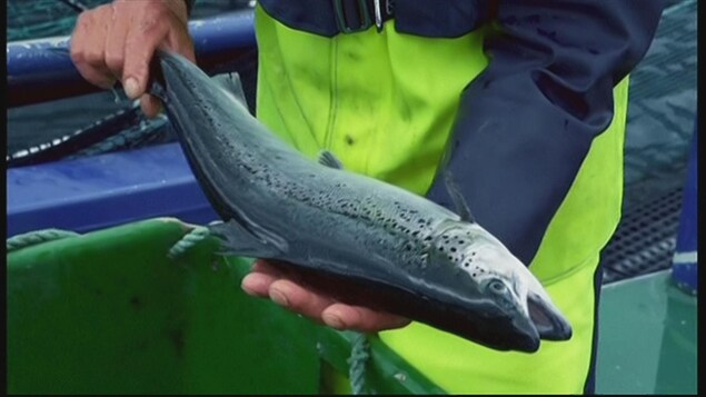 Un pêcheur qui tient un saumon.
