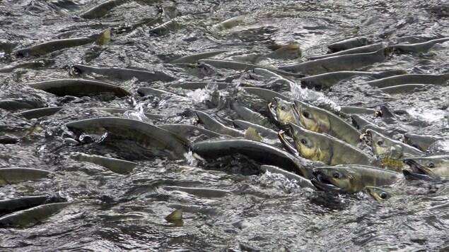 Des saumons remontent une rivière en Alaska. (2017)