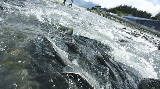 Gros plan sur des saumons adultes qui remontent le courant à Valdez, en Alaska, pour aller pondre. Gros plan sur des saumons adultes qui remontent le courant à Valdez, en Alaska, pour aller pondre.
