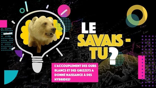 Le savais-tu? L’accouplement des ours blancs et des grizzlys a donné naissance à des hybrides
