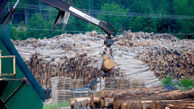 L'approvisionnement en cèdre de la scierie Waska au Nouveau-Brunswick vient à 65% de la forêt du Maine. L'approvisionnement en cèdre de la scierie Waska au Nouveau-Brunswick vient à 65% de la forêt du Maine.