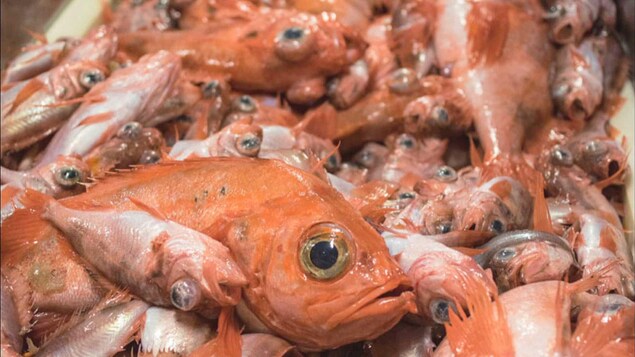 Pêche au sébaste : le Québec doit parler d’une même voix