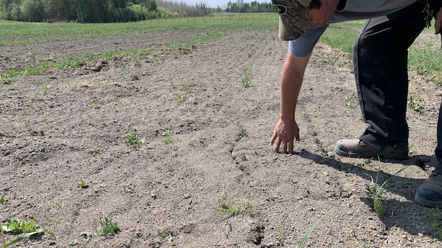 Sécheresse dans les champs : « On s’en va vers une crise de foin majeure »