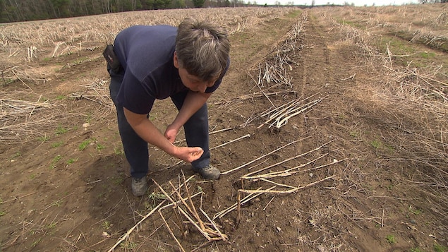 Un agriculteur montre un champ dévasté par la sécheresse. Un agriculteur montre un champ dévasté par la sécheresse.