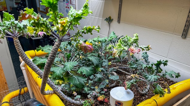 L’aquaponie : un moteur d’apprentissage à l’école Chavigny