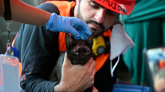 Venezuela : un chat sorti des décombres plus de 3 semaines après le double séisme