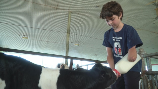 Enfant amputé de l'avant-bras qui nourrit un veau.
