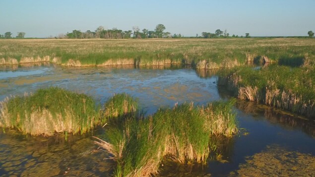 Herbes hautes sur le bord du marais Delta, au sud du lac Manitoba.