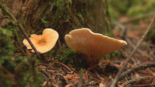 Il existe près de 3000 espèces de champignons au Québec^.