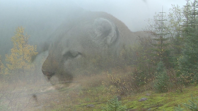 Image d'une tête de cougar en fondu avec une image de forêt.
