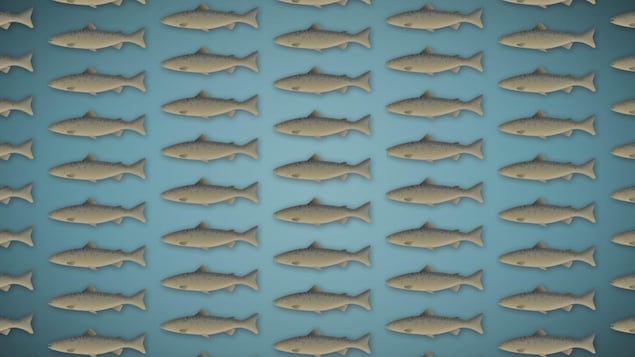 image infographique de dizaines de saumons de l'atlantique.