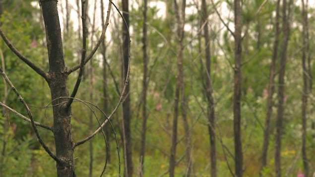Des arbres feuillus dénudés de leurs feuilles avec des conifères verts en arrière-plan.