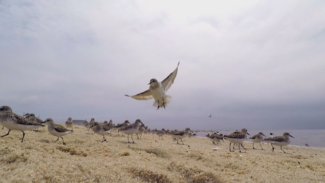 Oiseaux migrateurs sur une plage dans la baie du Delaware.