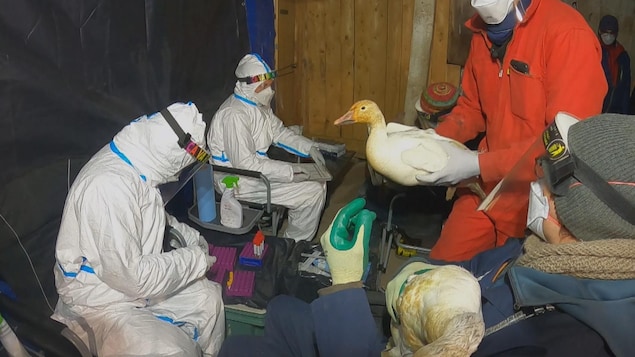 Les chercheurs font des prélèvements sur les oies des neiges pour déceler toute trace de virus.