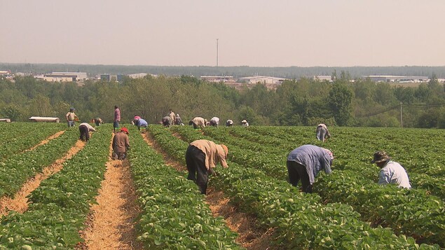 Plusieurs travailleurs étrangers dans un champs de fraises.