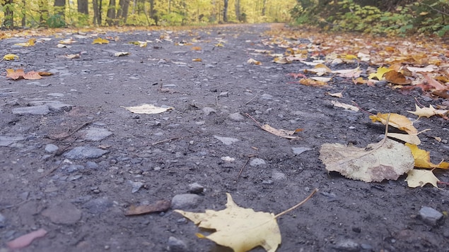 Des feuilles mortes sont tombées dans un sentier.