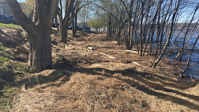 En se retirant, le fleuve Saint-Jean a laissé derrière lui des amas de branches et d'arbres sur les sentiers pédestres. En se retirant, le fleuve Saint-Jean a laissé derrière lui des amas de branches et d'arbres sur les sentiers pédestres.