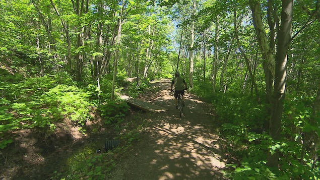 Un cycliste en vélo de montagne dans une forêt.