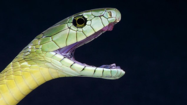 Un serpent mamba vert de Jameson Un serpent mamba vert de Jameson