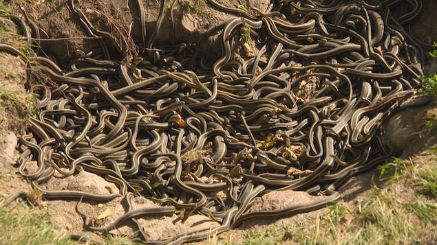 Un repaire de serpents.