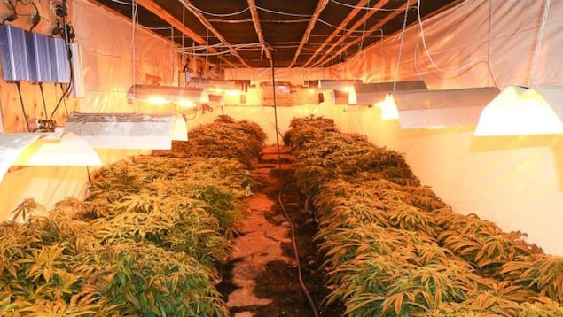 Vagues d’arrestations pour trafic de cannabis par la Sûreté du Québec