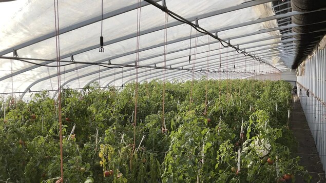 Une serre solaire passive permet de faire pousser des légumes toute l’année en Alberta