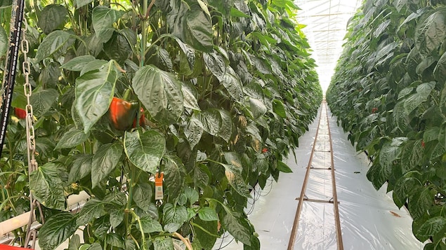 Des serres avec des légumes.