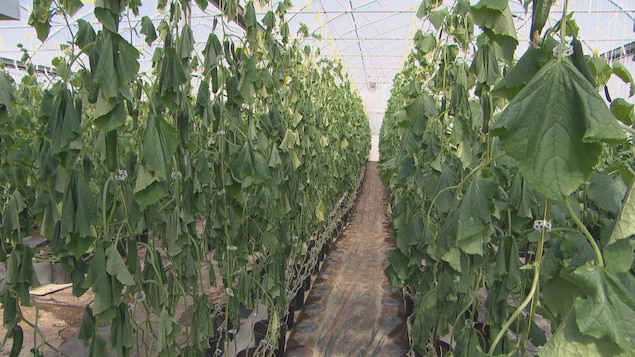 Dans une serre, des plants de concombres fanés Dans une serre, des plants de concombres fanés