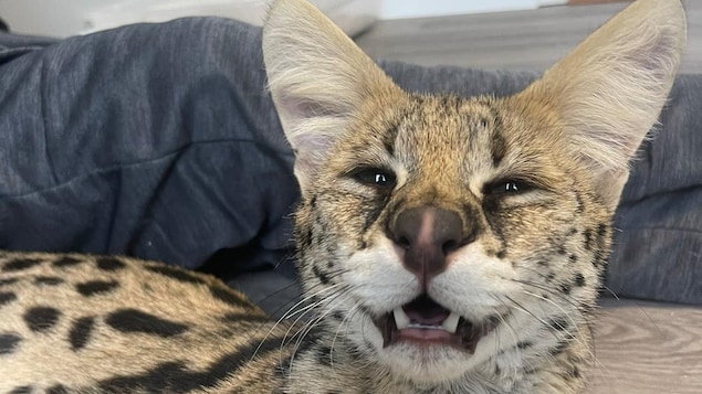 A serval.
