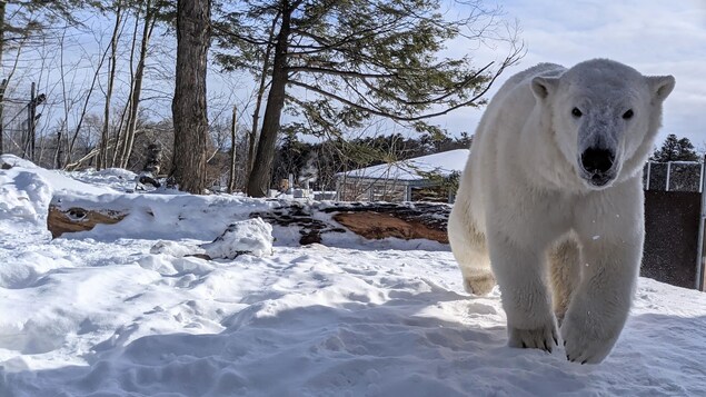Un ours blanc de 255 kilos sur un banc de neige à l'Aquarium du Québec en plein jour.