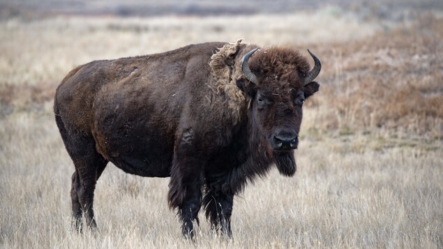 5 M$ pour protéger les bisons des bois du Canada