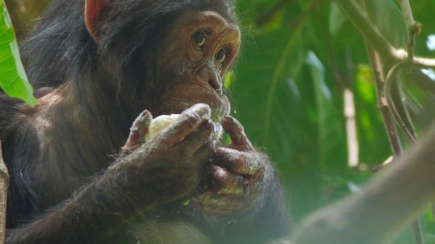 Un chimpanzé mange une mangue.