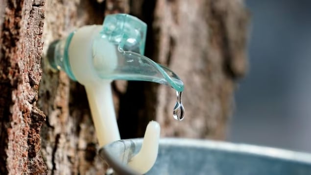 Un hiver chaud et Fiona vont nuire à la production de sirop d’érable en N.-É.