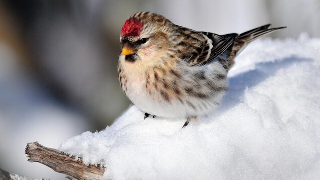 Un sizerin flammé dans la neige.