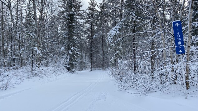 Des traces de ski de fond dans la neige à travers les arbres.