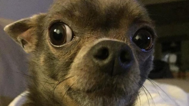Un petit chien regarde la caméra. Un petit chien regarde la caméra.
