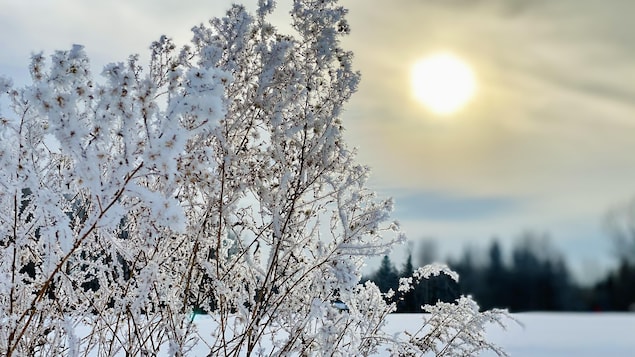 Une plante recouverte de frimas sous un soleil hivernal de janvier.