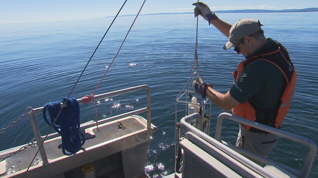 Une sonde en mer permet de détecter la densité des bancs de poisson dont se nourrit la baleine. Une sonde en mer permet de détecter la densité des bancs de poisson dont se nourrit la baleine.