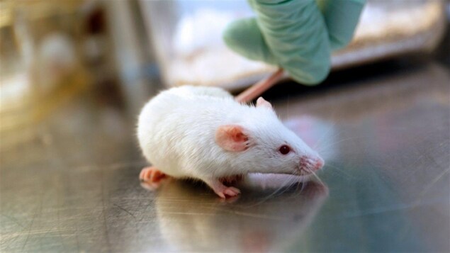 Une souris blanche, sur une table, maintenue par la main gantée d'un scientifique.