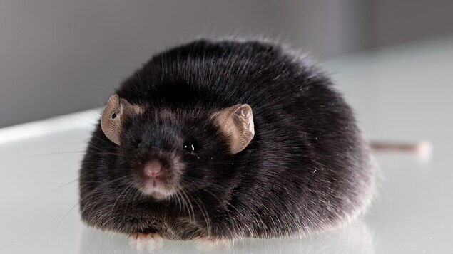 Une souris de laboratoire obèse.