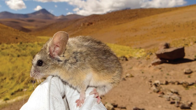 Comment une petite souris des Andes bouscule notre perception des limites physiques