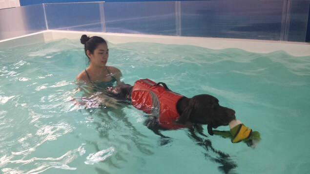 La propriétaire de Garmin fait des exercices avec son chien, un braque allemand, dans la piscine chauffée
